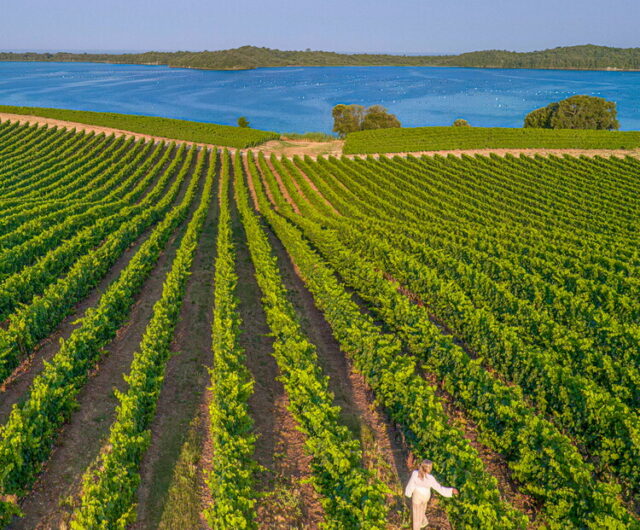 BALADE DANS LES VIGNES