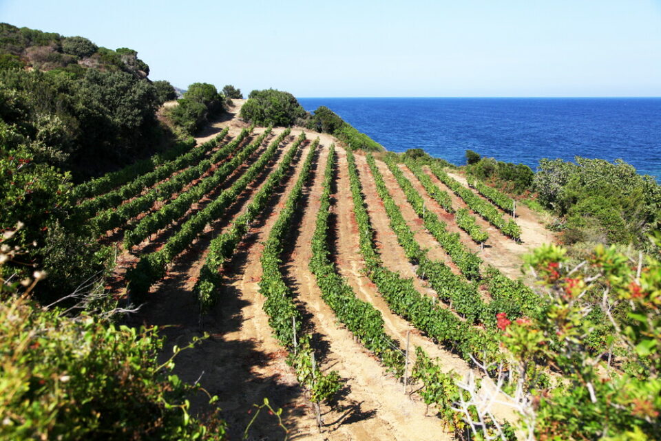 VIGNES DANS LE CAP CORSE
