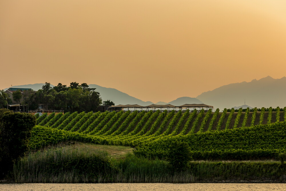 LES VIGNES DE TERRA VECCHIA ET LE RESTAURANT VENI E POSA