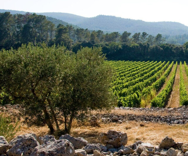 grandcrosvignoblesenscène2026visuel2