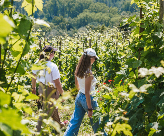2026-05 Vignes au belvédère de Tupins-et-Semons © Sylvain Dalman (127)
