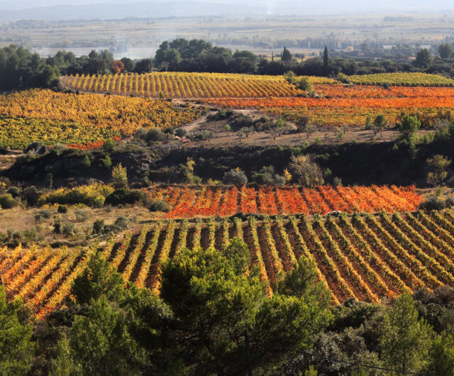 Vignes en automne en Minervois