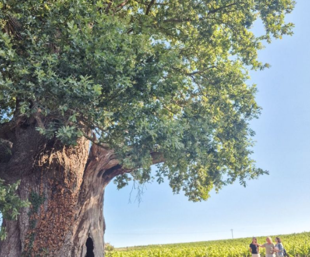 Des vignes et des arbres