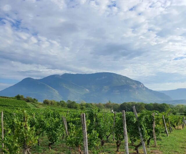 Domaine Monin