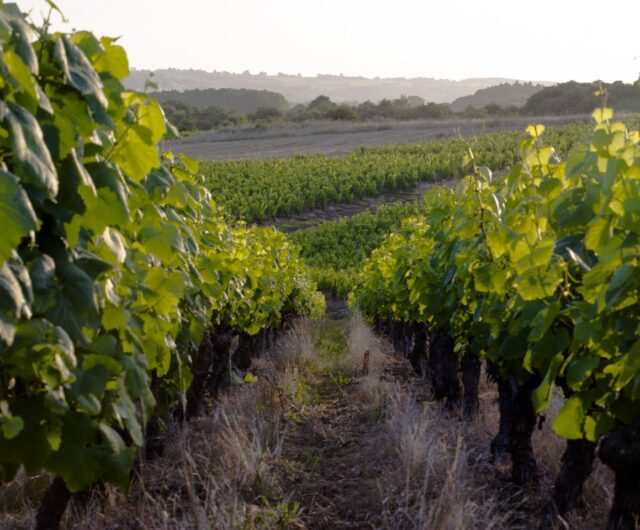 Domaine des Génaudières
