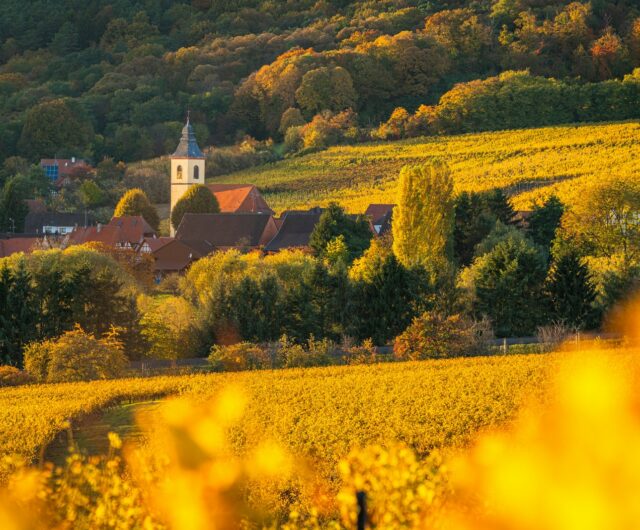 Rott Vignes Automne. I ©OTI de l’Alsace Verte I Cédric Schell – Audrey Hamm