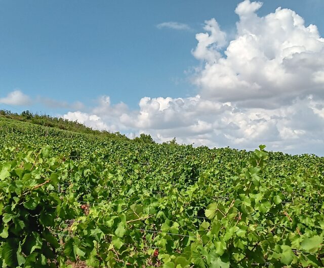 Vignes @Crédit Elodie COUDERT