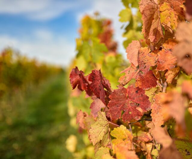 Vignobles en Scène – Domaine de l’Angelière
